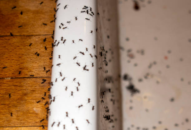 Best Local Pest Control Services  in Bondurant, IA
